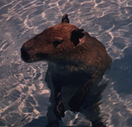 CAPY IN POOL